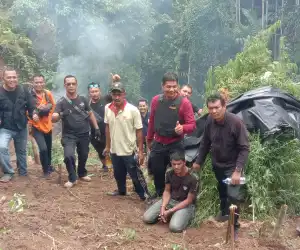 Polisi Musnahkan Ladang Ganja di Aceh Utara
