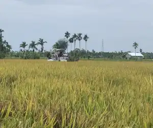 Harga Gabah Turun, Terendah di Aceh Utara Rp5.900 Per Kilogram