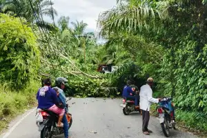 Pohon Tumbang Timpa Tiang Listrik di Lipat Kajang
