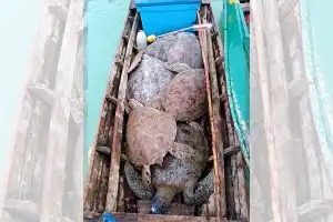 Reskrim Aceh Singkil Pastikan Terduga Pelaku Pemburu Penyu Pulau Banyak Barat Hanya Satu Orang