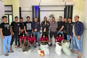 Nyamar Jadi Pembeli, Polisi Tangkap Empat Tersangka dan Sita Puluhan Kilogram Ganja di Nagan Raya