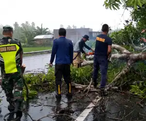 Hujan Disertai Angin Kencang Sebabkan Pohon Tumbang di Beberapa Daerah