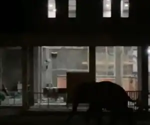 Seekor Gajah Liar Melintas di Depan Masjid Kampung Negeri Antara