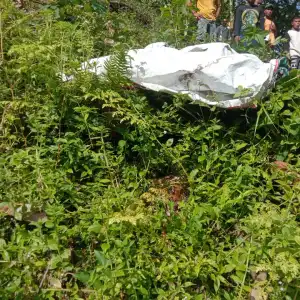 BKSDA Kerahkan Pawang Tangani Harimau yang Serang Petani di Aceh Selatan