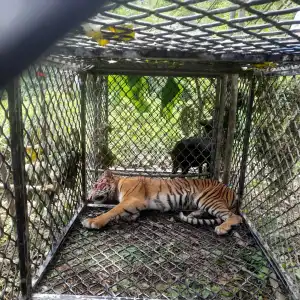 Harimau yang Serang Warga Aceh Selatan Ditangkap