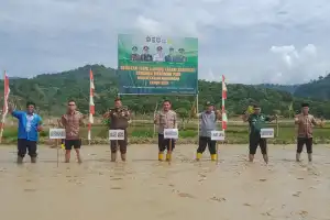 Pemkab Abdya Tanam Padi Serentak Musim Rendengan 2023