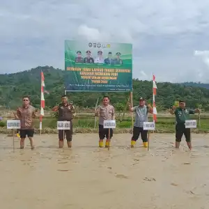 Pemkab Abdya Tanam Padi Serentak Musim Rendengan 2023