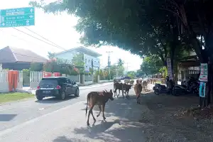 Satpol PP: Pemilik Ternak Wajib Ganti Rugi Jika Terjadi Laka Lantas di Jalan Raya