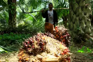 Harga TBS Sawit Naik Rp50 di Tingkat Petani Swadaya Aceh Tamiang