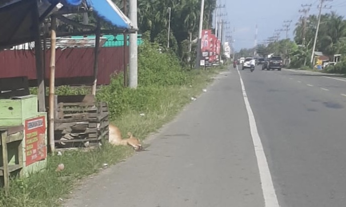 Minibus Tabrak Pemotor Gegara Hindari Bangkai Sapi, Satu Orang Tewas di Pidie