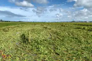 8.678 Hektare Tanaman Padi di Aceh Utara Terendam Banjir