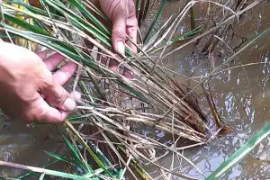 Tanaman Padi di Aceh Tamiang Diserang Hama Wereng Cokelat