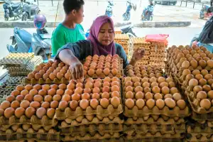 Harga Telur Ayam di Banda Aceh Tembus Rp58 Ribu Per Papan