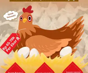 Harga Ayam Potong di Pasar Lambaro Tembus Rp70 Ribu per Ekor