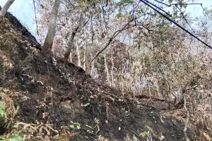 Musim Kemarau, Aceh Tamiang Rawan Karhutla