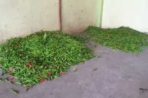 Harga Cabai Rawit di Bener Meriah Turun Pasca Lebaran