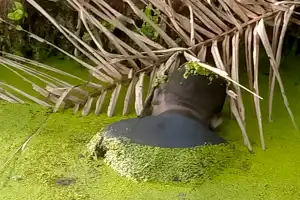 Mayat Warga Nias Ditemukan Mengapung di Parit PT. Fajar Baizury