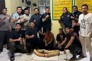 Bawa Gading Gajah, Dua Warga Pidie Ditangkap Polisi