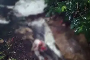 Lima Ekor Kambing Warga Aceh Tengah Mati Diduga Dimangsa Beruang