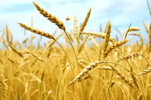 BPS: Harga Gabah di Aceh Timur jadi Tertinggi, Capai Rp6.900 per Kg