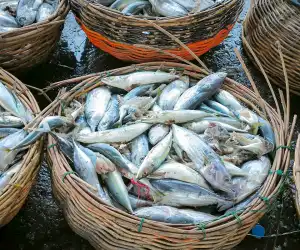 Kuburan Massal Ikan di Lampulo