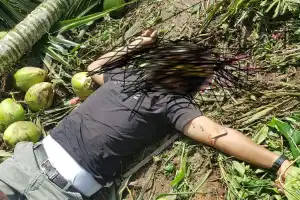 Warga Aceh Singkil Tewas Tertimpa Pohon Pinang saat Ambil Kelapa Muda