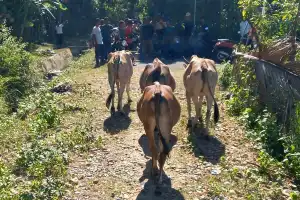 Curi Empat Ekor Sapi, Pria di Pidie Ditangkap Polisi