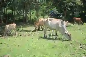 Distannak Nagan Raya Kerahkan 28 Petugas Periksa Kesehatan Hewan Kurban