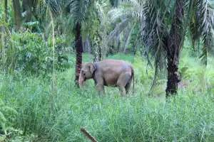 BKSDA Diminta Segera Mitigasi Konflik Gajah dengan Masyarakat Aceh Barat