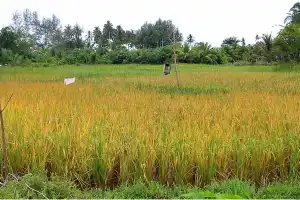Padi Masyarakat di Aceh Barat Terancam Terserang Hama