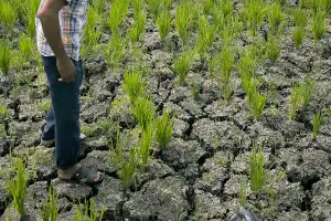 Alami Kekeringan, Ratusan Hektar Sawah di Aceh Besar Terancam Gagal Panen