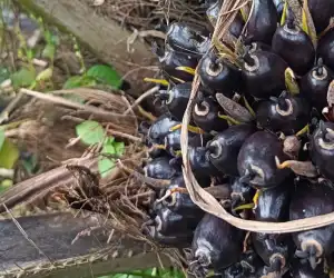 PSR Tingkatkan Produktivitas Lahan Pekebun Rakyat