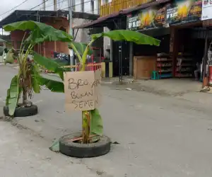 Warganya Meninggal Akibat Kecelakaan, Pemuda Bener Meriah Tanam Pohon Pisang di Jalan Berlubang
