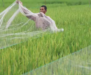 Produksi Padi Aceh Tamiang Meningkat Berkat Bantuan Pompanisasi