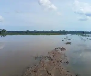 80 Hektar Sawah di Aceh Utara Gagal Tanam Akibat Banjir
