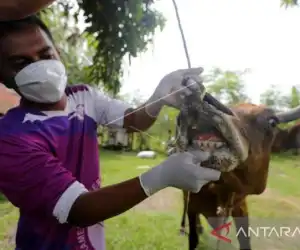 2.533 Ternak di Aceh Terpapar PMK, 94 Ekor Mati