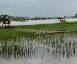 Akibat Diguyur Hujan, 131 Hektar Sawah di Aceh Besar Terendam Banjir