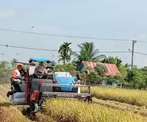 Harga Gabah di Abdya Masih Rp6 Ribu Perkilo