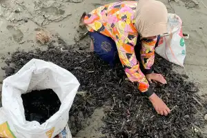 Tumpahan Batubara Terus Terjadi, Apel Green Aceh Nilai Pemerintah Tutup Mata