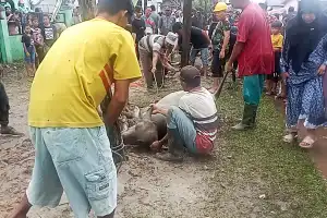 Jumlah Hewan Kurban di Aceh Singkil Meningkat, Plt Kepala DTPHP: Kemungkinan Ekonomi Warga Membaik