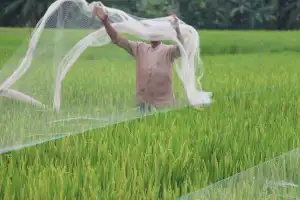 Produksi Padi Aceh Tamiang Meningkat Berkat Bantuan Pompanisasi