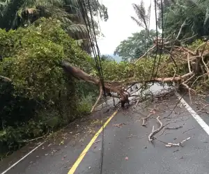 Pohon Tumbang Tutupi Badan Jalan, Jalur Bireuen-Takengon Macet